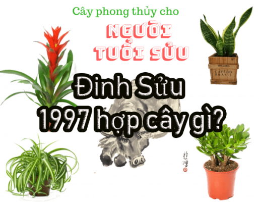 cay-phong-thuy-hop-tuoi-dinh-suu-1997-1
