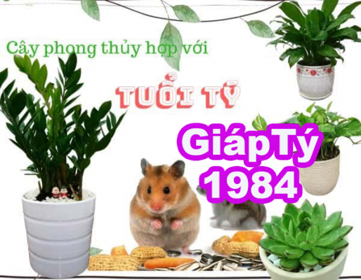 cay-phong-thuy-hop-tuoi-giap-ty-1984-1