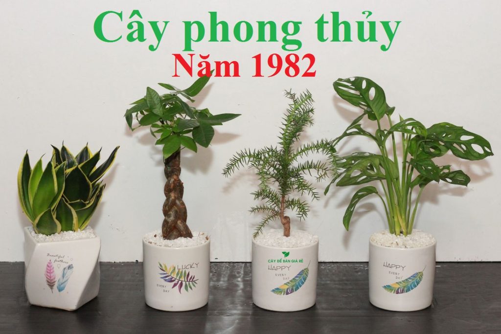 Cây phong thủy hợp tuổi Nhâm Tuất 1982 - Vườn cây kiểng