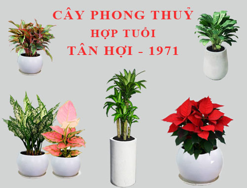 top-nhung-cay-phong-thuy-hop-tuoi-hoi-ban-nen-biet-6