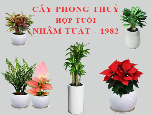 top-nhung-cay-phong-thuy-hop-tuoi-tuat-ban-nen-biet6