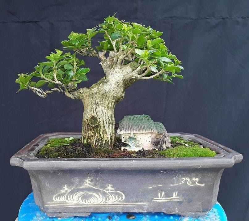 cach-tao-the-cay-bonsai-dung-ky-thuat-1