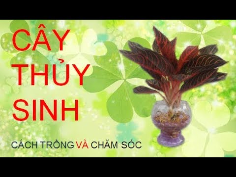 cach-trong-va-cham-soc-cay-thuy-sinh-1