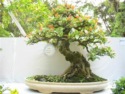 ky-thuat-tao-the-cay-bonsai-ai-cung-phai-biet-2