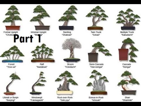 tong-hop-the-cay-bonsai-duoc-ua-chuong-nhat-1