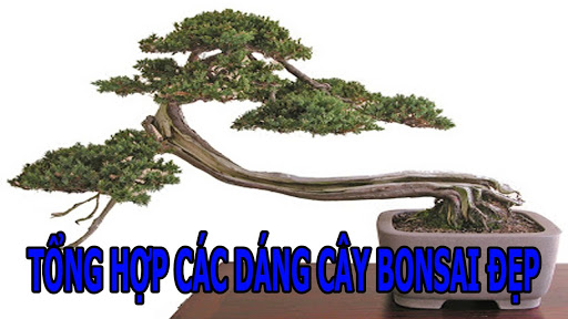 tong-hop-the-cay-bonsai-duoc-ua-chuong-nhat-park-3-0