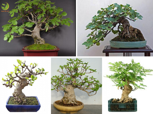 tong-hop-the-cay-bonsai-duoc-ua-chuong-nhat-park-4-1