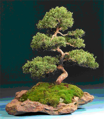 tong-hop-the-cay-bonsai-duoc-ua-chuong-nhat-park-4-2