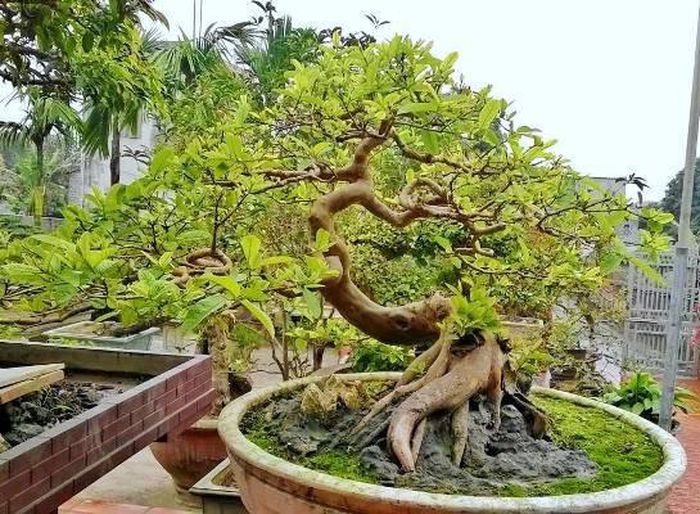tong-hop-the-cay-bonsai-duoc-ua-chuong-nhat-park-4-3