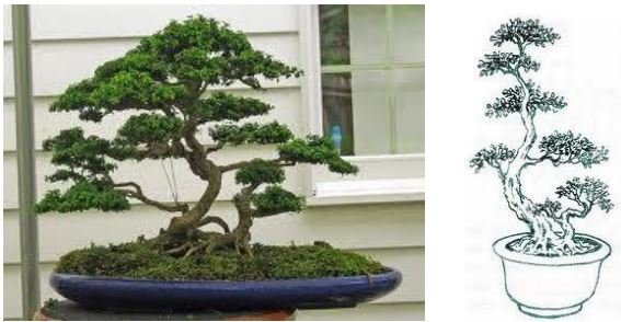tong-hop-the-cay-bonsai-duoc-ua-chuong-nhat-park-5-6