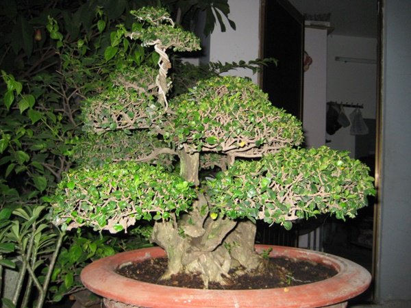 tong-hop-the-cay-bonsai-duoc-ua-chuong-nhat-park-6-2
