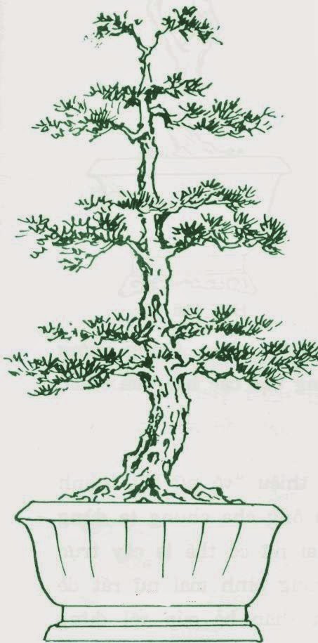 tong-hop-the-cay-bonsai-duoc-ua-chuong-nhat-park-6-3
