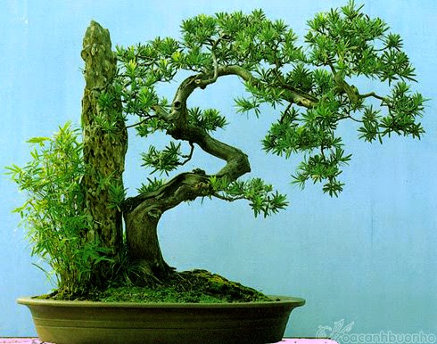 tong-hop-the-cay-bonsai-duoc-ua-chuong-nhat-park-6-4