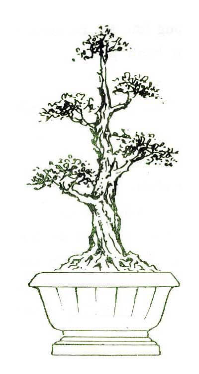 tong-hop-the-cay-bonsai-duoc-ua-chuong-nhat-park-6-5