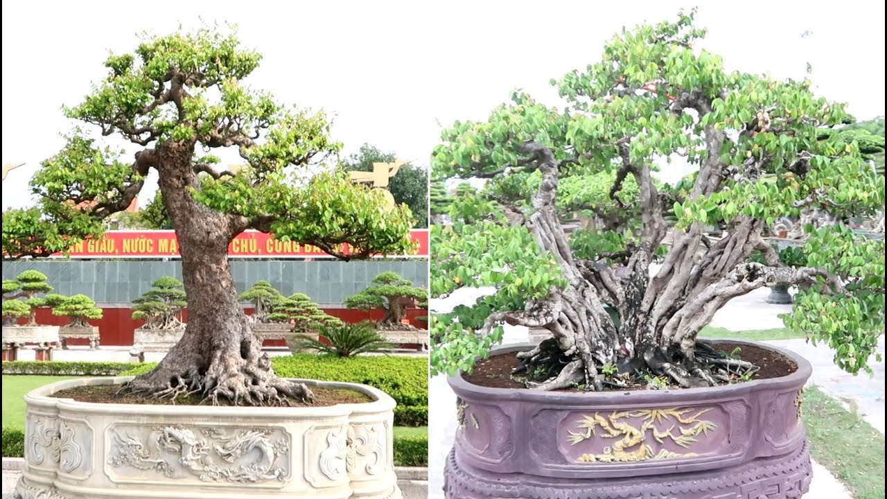 thu-vui-choi-cay-khe-bonsai-cho-nhung-ai-can-tim-hieu-2
