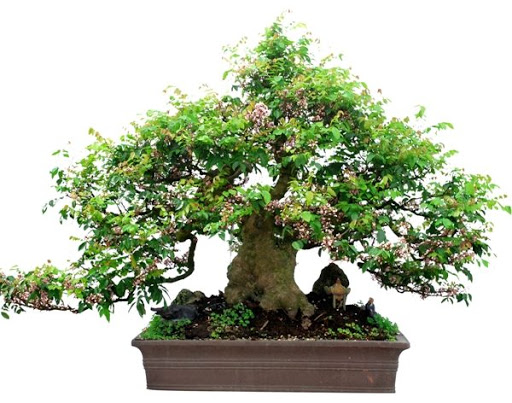 thu-vui-choi-cay-khe-bonsai-cho-nhung-ai-can-tim-hieu-3