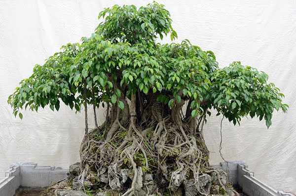tim-hieu-y-nghia-phong-thuy-cay-sanh-bonsai-1