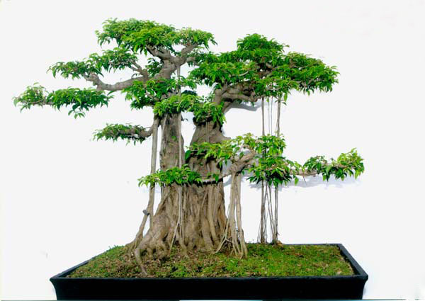 tim-hieu-y-nghia-phong-thuy-cay-sanh-bonsai-3