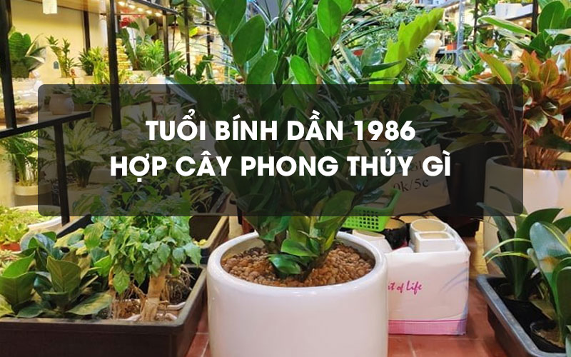 top-nhung-cay-phong-thuy-hop-tuoi-dan-ban-nen-biet-6