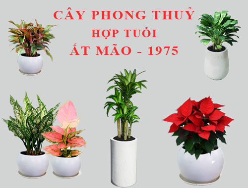 top-nhung-cay-phong-thuy-hop-tuoi-mao-ban-nen-biet-5