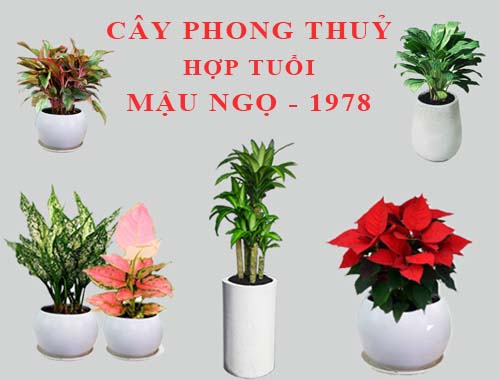 top-nhung-cay-phong-thuy-hop-tuoi-ngo-ban-nen-biet-5
