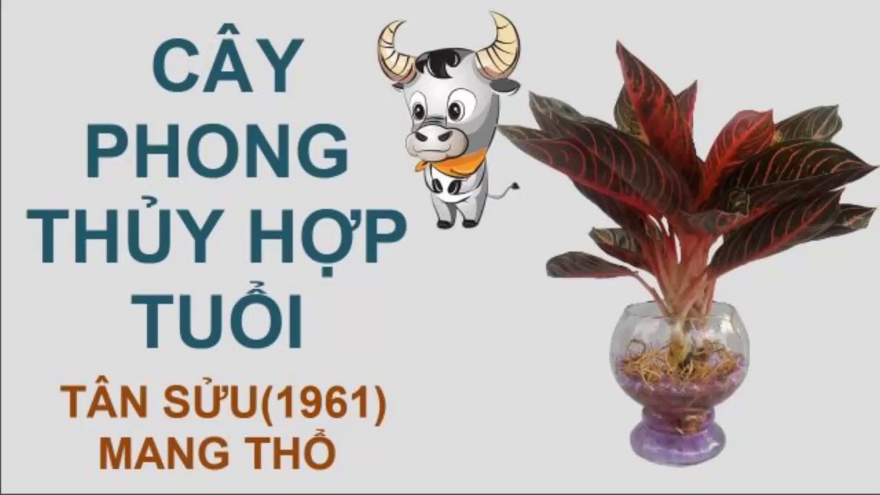 top-nhung-cay-phong-thuy-hop-tuoi-suu-ban-nen-biet-7