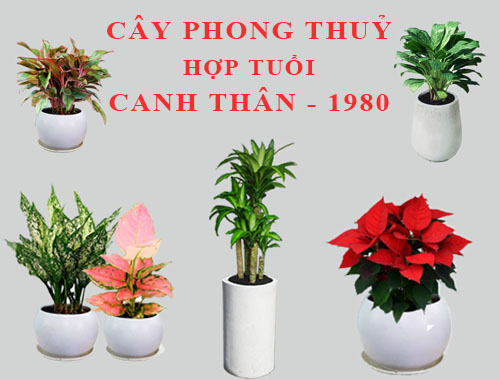 top-nhung-cay-phong-thuy-hop-tuoi-than-ban-nen-biet-5