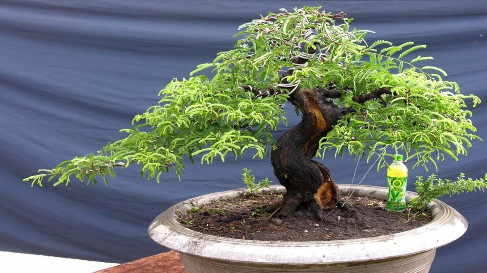 y-nghia-phong-thuy-cay-me-bonsai-cho-nguoi-moi-choi-cay-1
