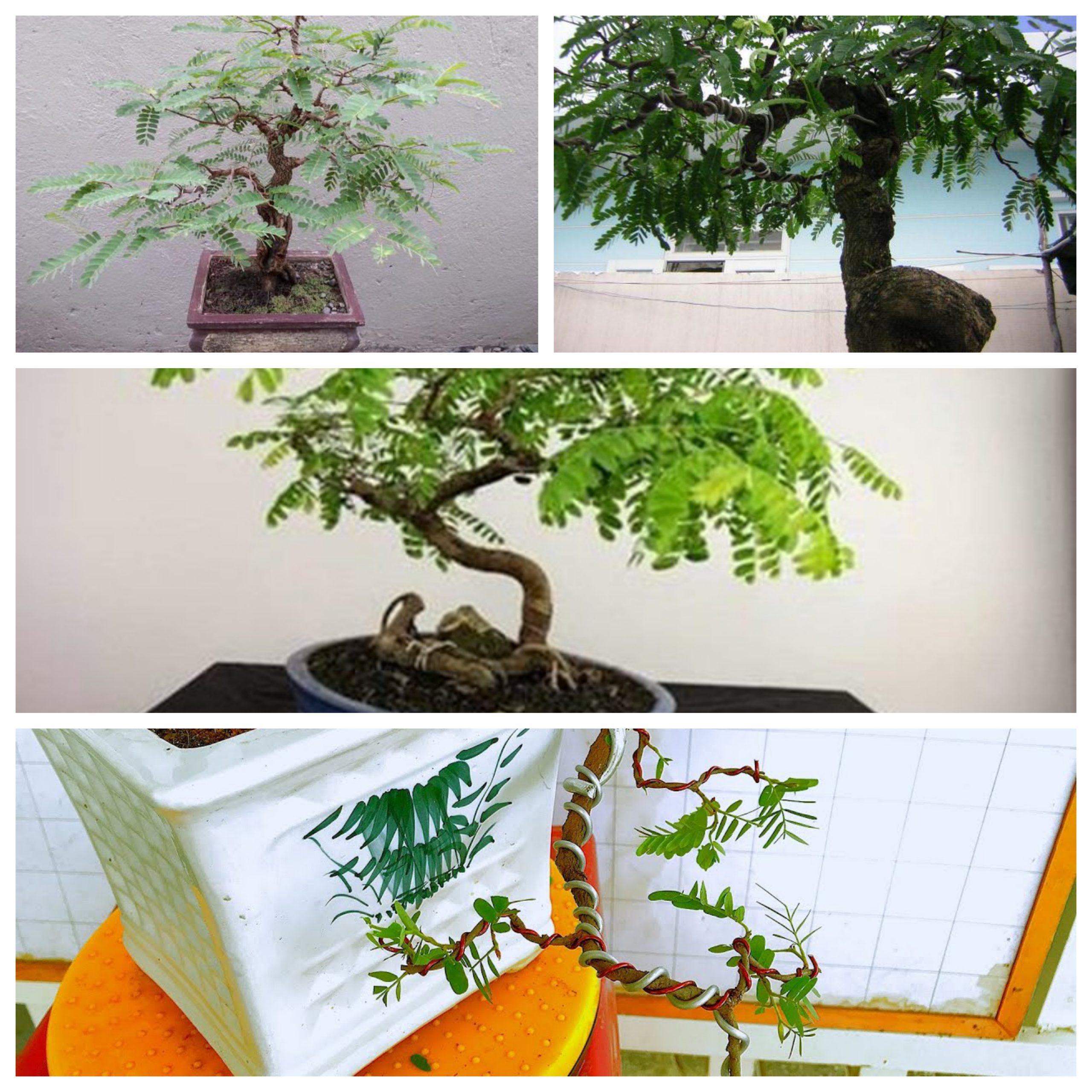 y-nghia-phong-thuy-cay-me-bonsai-cho-nguoi-moi-choi-cay-3
