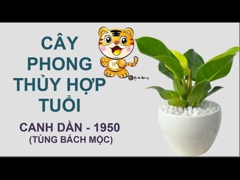 cay-phong-thuy-hop-tuoi-canh-dan-1950-1