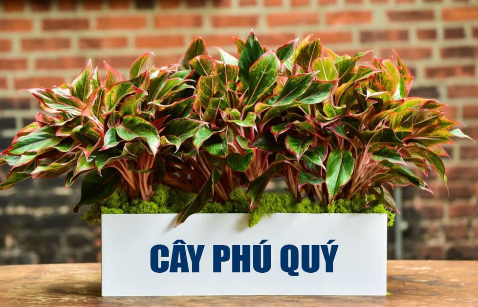 cay-phong-thuy-hop-tuoi-canh-than-1980-4