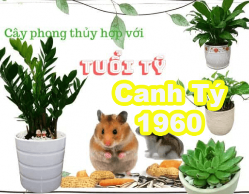cay-phong-thuy-hop-tuoi-canh-ty-1960-1