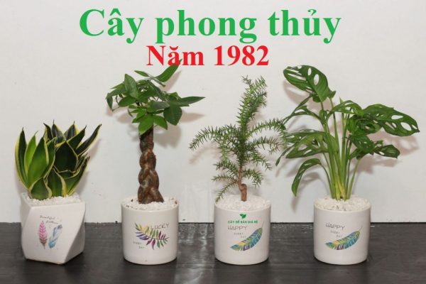 cay-phong-thuy-hop-tuoi-nham-tuat-1982-1