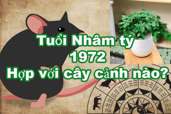 cay-phong-thuy-hop-tuoi-nham-ty-1972-1