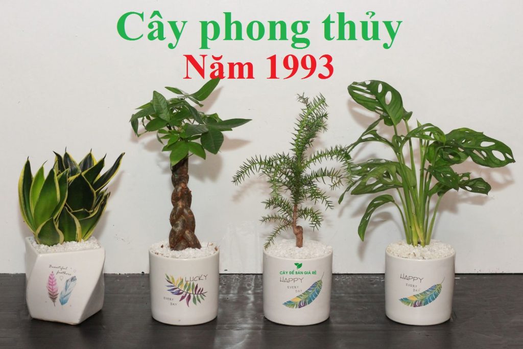 cay-phong-thuy-hop-tuoi-quy-dau-1993-1