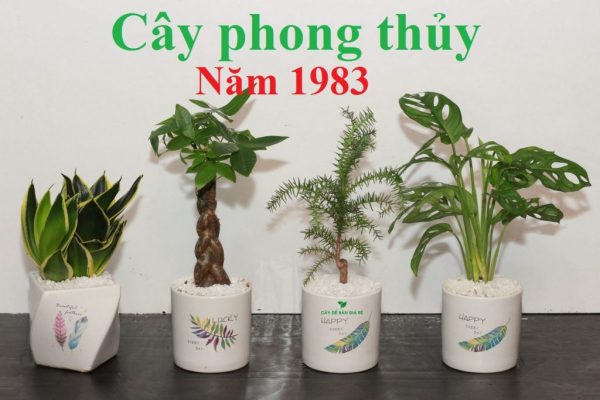 cay-phong-thuy-hop-tuoi-quy-hoi-1983-1