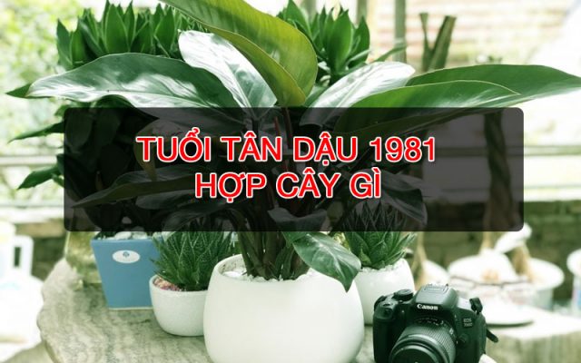 cay-phong-thuy-hop-tuoi-tan-dau-1981-1