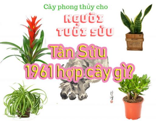 cay-phong-thuy-hop-tuoi-tan-suu-1961-1