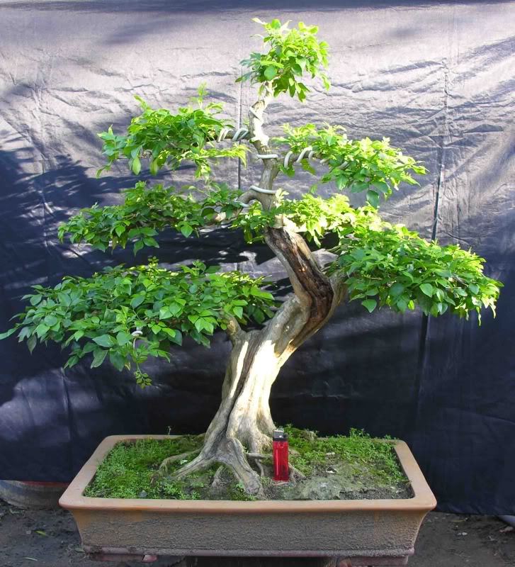 cach-tao-the-cay-bonsai-dung-ky-thuat-2
