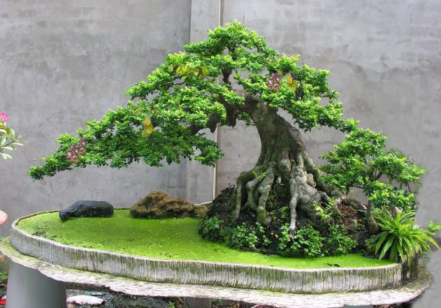 cach-tao-the-cay-bonsai-dung-ky-thuat-3