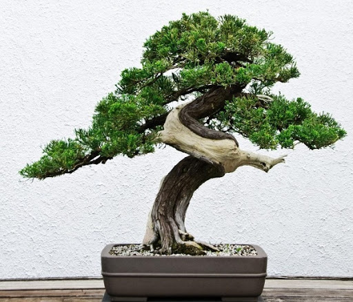 tong-hop-the-cay-bonsai-duoc-ua-chuong-nhat-4