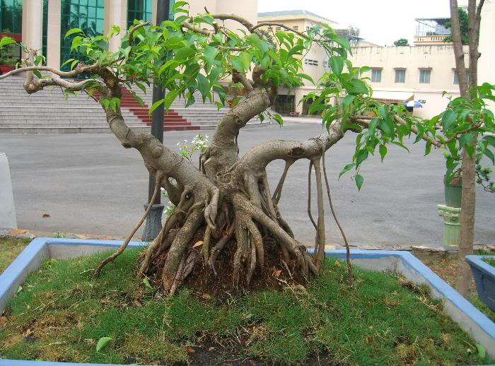 tong-hop-the-cay-bonsai-duoc-ua-chuong-nhat-5