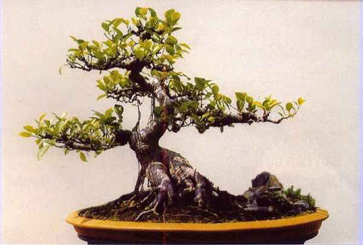 tong-hop-the-cay-bonsai-duoc-ua-chuong-nhat-7