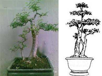 tong-hop-the-cay-bonsai-duoc-ua-chuong-nhat-park-2-2