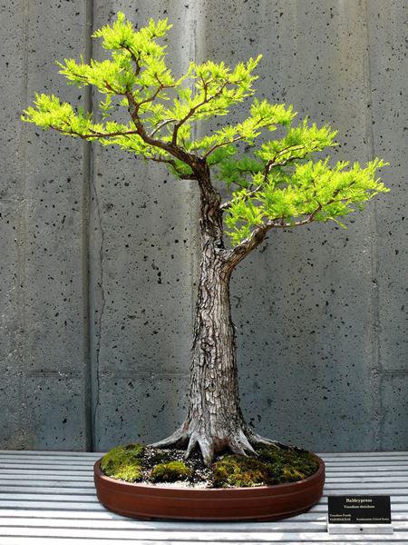 tong-hop-the-cay-bonsai-duoc-ua-chuong-nhat-park-2-3