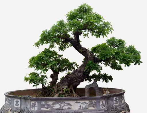 tong-hop-the-cay-bonsai-duoc-ua-chuong-nhat-park-2-4