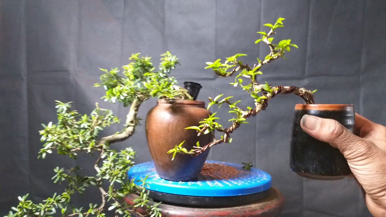 tong-hop-the-cay-bonsai-duoc-ua-chuong-nhat-park-2-5