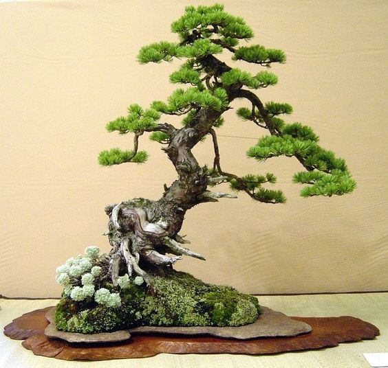 tong-hop-the-cay-bonsai-duoc-ua-chuong-nhat-park-2-6