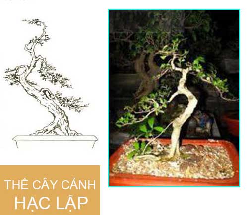 tong-hop-the-cay-bonsai-duoc-ua-chuong-nhat-park-3-1