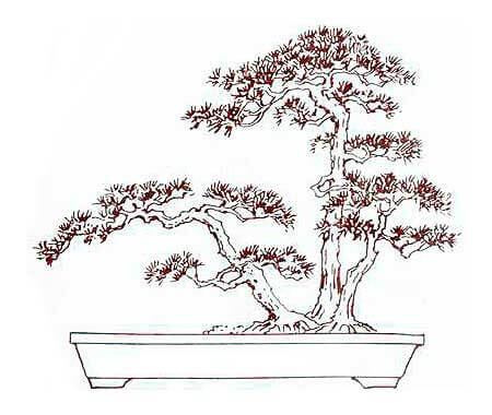 tong-hop-the-cay-bonsai-duoc-ua-chuong-nhat-park-3-2